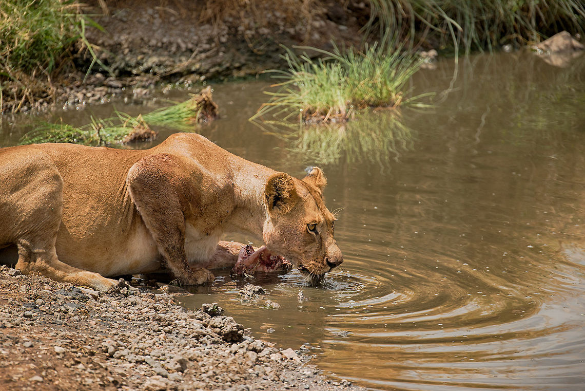 Lioness feeding, drinking and protecting food in Central Serengeti As it was too hot to really eat the Warthog head, this lioness took it to the river. To drink, cool down, keep feeding, but also to keep it away from a very nearby vulture and two of her sister lionesses, who are pushing for a piece of the pie. Africa,Lion,Panthera leo,Serengeti Central,Serengeti National Park,Serengeti area,Tanzania