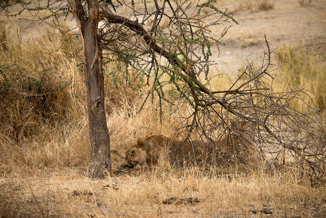 Lioness chewing on Warthog Head under tree in Central Serengeti This was one of our most interesting big cat spottings, so I will share the behavior of this one in detail across various shots. By chance we found this Lioness quietly chewing on something which later on turned out to be a warthog head. There are two other lionesses nearby. Africa,Lion,Panthera leo,Serengeti Central,Serengeti National Park,Serengeti area,Tanzania