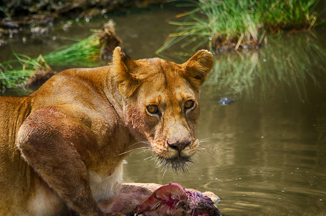 Closeup of Lioness feeding on warthog head whilst drinking in Central Serengeti It&#039;s a pretty raw and graphic picture, i admit, but such is wildlife. This lioness was busy cooling down, feeding, and protecting her food all at the same time. She had a crowd of many vultures, two other lionesses and us. Soon after, word got around and many jeeps queued in after us. We had front seats though, as we actually made the spotting. Africa,Geotagged,Lion,Panthera leo,Serengeti Central,Serengeti National Park,Serengeti area,Tanzania