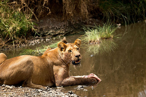 Lioness cooling down and feeding on warthog head in Central Serengeti In this moment she is annoyed by the many vultures getting too close for her to eat in peace. Africa,Lion,Panthera leo,Serengeti Central,Serengeti National Park,Serengeti area,Tanzania
