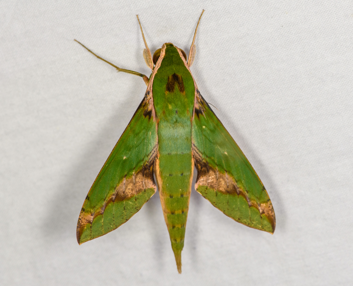 Leafy Sphinx, Caquetá, Colombia  Amazon,Caquetá,Colombia,Colombia 2022,Geotagged,Leafy Sphinx,Peregrinos,South America,Winter,World,Xylophanes chiron