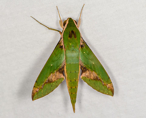 Leafy Sphinx, Caquetá, Colombia  Amazon,Caquetá,Colombia,Colombia 2022,Geotagged,Leafy Sphinx,Peregrinos,South America,Winter,World,Xylophanes chiron