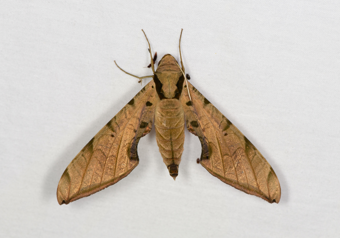 Streaked sphinx, Caquet&aacute;,Colombia  Amazon,Caquet&aacute;,Colombia,Colombia 2022,Geotagged,Peregrinos,Protambulyx strigilis,South America,Streaked sphinx,Winter,World