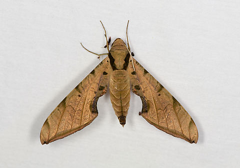 Streaked sphinx, Caquet&aacute;,Colombia  Amazon,Caquet&aacute;,Colombia,Colombia 2022,Geotagged,Peregrinos,Protambulyx strigilis,South America,Streaked sphinx,Winter,World