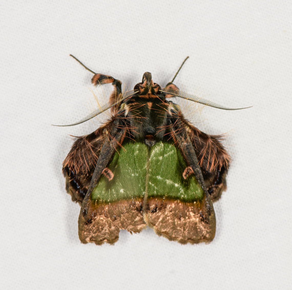 Emeraldine, Caquetá, Colombia  Amazon,Caquetá,Ceroctena amynta,Colombia,Colombia 2022,Emeraldine,Geotagged,Peregrinos,South America,Winter,World