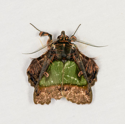 Emeraldine, Caquetá, Colombia  Amazon,Caquetá,Ceroctena amynta,Colombia,Colombia 2022,Emeraldine,Geotagged,Peregrinos,South America,Winter,World