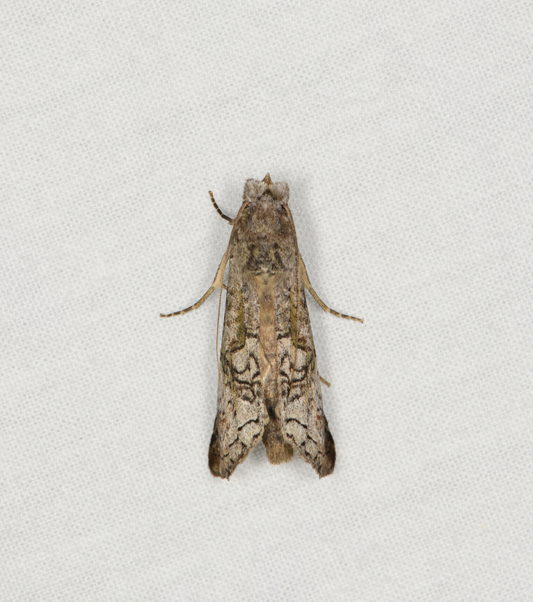 Unknown moth, Caquetá, Colombia Small, narrow, grey/brown with black strikes. Amazon,Caquetá,Colombia,Colombia 2022,Geotagged,Peregrinos,South America,Winter,World