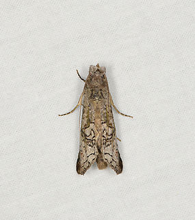 Unknown moth, Caquetá, Colombia Small, narrow, grey/brown with black strikes. Amazon,Caquetá,Colombia,Colombia 2022,Geotagged,Peregrinos,South America,Winter,World