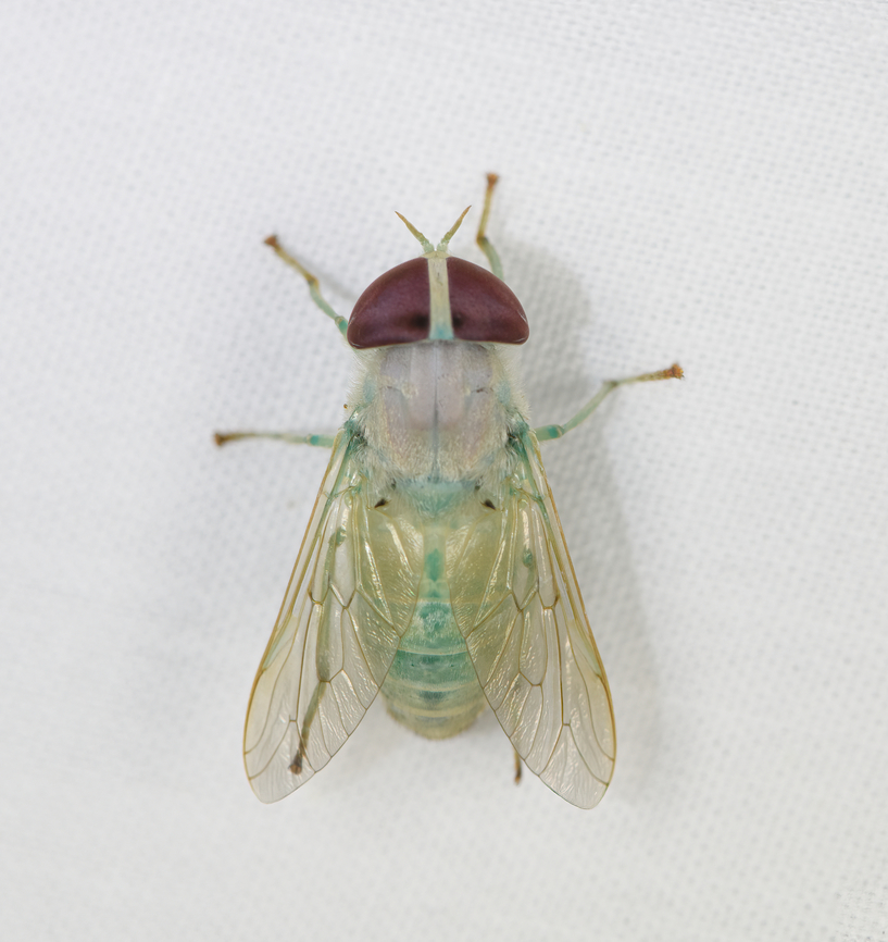 Chlorotabanus leucochlorus, Caquetá, Colombia  Amazon,Caquetá,Chlorotabanus leucochlorus,Colombia,Colombia 2022,Geotagged,Peregrinos,South America,Winter,World