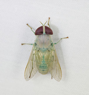 Chlorotabanus leucochlorus, Caquetá, Colombia  Amazon,Caquetá,Chlorotabanus leucochlorus,Colombia,Colombia 2022,Geotagged,Peregrinos,South America,Winter,World