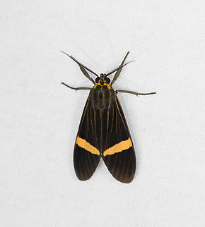 Aclytia heber, Caquetá, Colombia  Aclytia heber,Amazon,Caquetá,Colombia,Colombia 2022,Geotagged,Peregrinos,South America,Winter,World