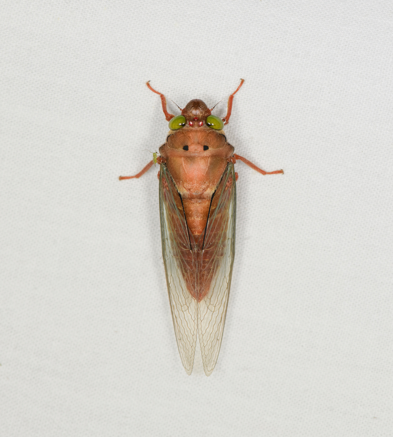 Carineta rufescens, Caquet&aacute;, Colombia  Amazon,Caquet&aacute;,Carineta rufescens,Colombia,Colombia 2022,Geotagged,Peregrinos,South America,Winter,World