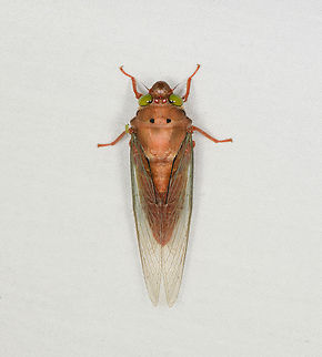 Carineta rufescens, Caquetá, Colombia  Amazon,Caquetá,Carineta rufescens,Colombia,Colombia 2022,Geotagged,Peregrinos,South America,Winter,World