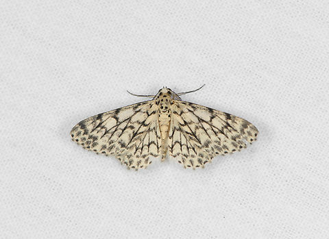 Hymenomima camerata, Caquet&aacute;, Colombia  Amazon,Caquet&aacute;,Colombia,Colombia 2022,Geotagged,Hymenomima camerata,Peregrinos,South America,Winter,World