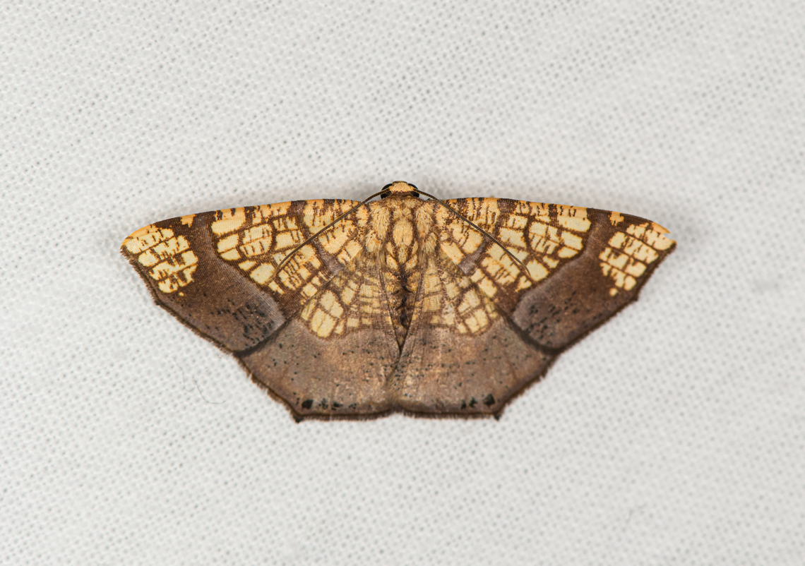 Nematocampa completa, Caquet&aacute;, Colombia  Amazon,Caquet&aacute;,Colombia,Colombia 2022,Geotagged,Nematocampa completa,Peregrinos,South America,Winter,World