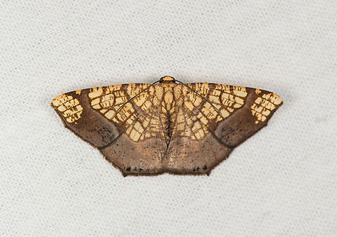 Nematocampa completa, Caquet&aacute;, Colombia  Amazon,Caquet&aacute;,Colombia,Colombia 2022,Geotagged,Nematocampa completa,Peregrinos,South America,Winter,World