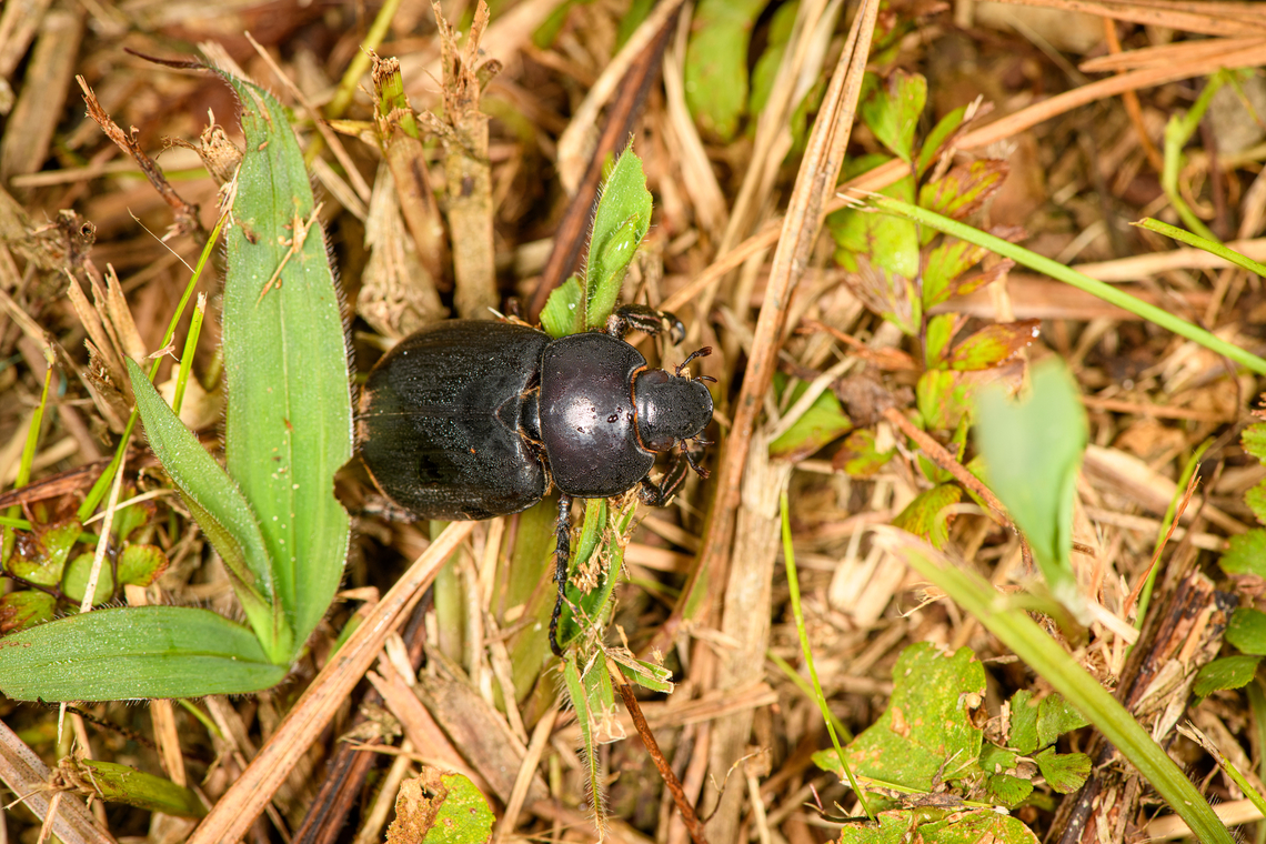 Scarab beetle, Caquet&aacute;, Colombia Found on the floor next to our moth light trap. It looks similar to Euetheola humilis, but not very sure about it, as there's lots of candidate species. Amazon,Caquet&aacute;,Colombia,Colombia 2022,Geotagged,Peregrinos,South America,Winter,World