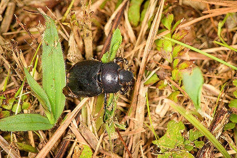 Scarab beetle, Caquet&aacute;, Colombia Found on the floor next to our moth light trap. It looks similar to Euetheola humilis, but not very sure about it, as there's lots of candidate species. Amazon,Caquet&aacute;,Colombia,Colombia 2022,Geotagged,Peregrinos,South America,Winter,World
