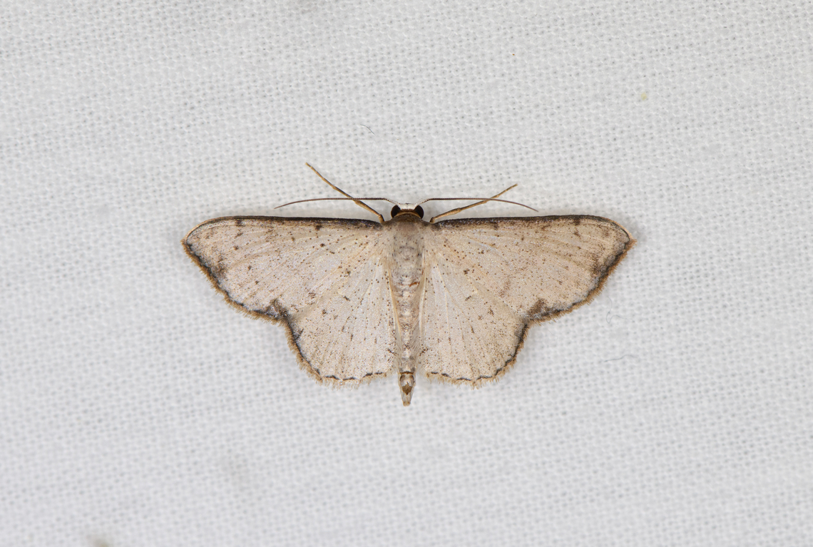 Idaea sp., Caquetá, Colombia  Amazon,Caquetá,Colombia,Colombia 2022,Geotagged,Peregrinos,South America,Winter,World