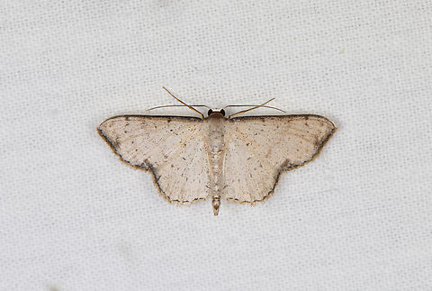 Idaea sp., Caquet&aacute;, Colombia  Amazon,Caquet&aacute;,Colombia,Colombia 2022,Geotagged,Peregrinos,South America,Winter,World