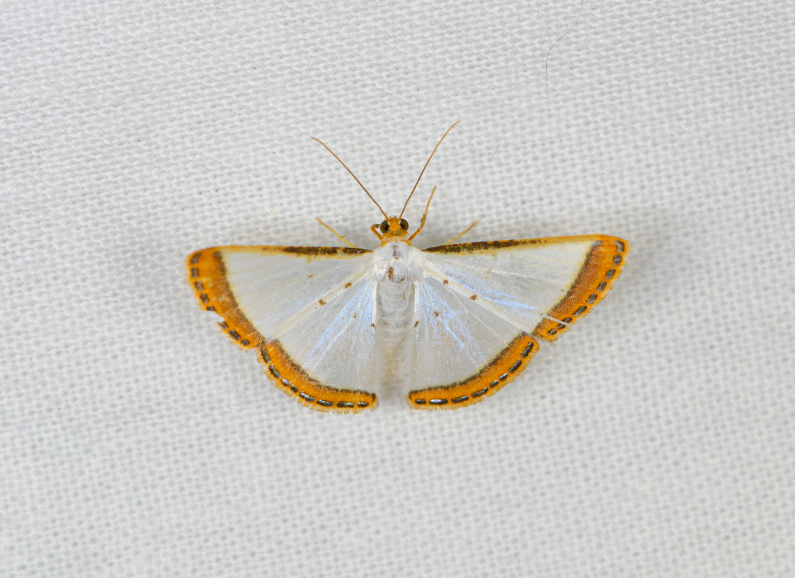 Leuciris fimbriaria, Caquet&aacute;, Colombia  Amazon,Caquet&aacute;,Colombia,Colombia 2022,Geotagged,Leuciris fimbriaria,Peregrinos,South America,Winter,World