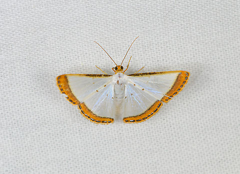 Leuciris fimbriaria, Caquetá, Colombia  Amazon,Caquetá,Colombia,Colombia 2022,Geotagged,Leuciris fimbriaria,Peregrinos,South America,Winter,World