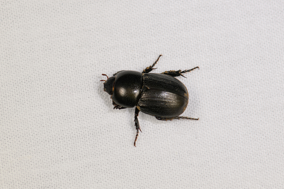 Sugarcane beetle, Caquetá, Colombia Poorly focused, sorry. Tentative species ID. There was an actual sugarcane field in this clearing. Locals use it for cooking. Amazon,Caquetá,Colombia,Colombia 2022,Euetheola humilis,Geotagged,Peregrinos,South America,Winter,World