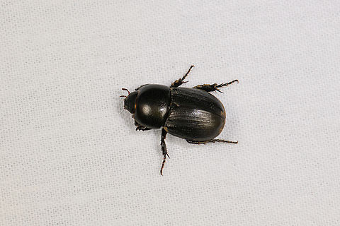 Sugarcane beetle, Caquet&aacute;, Colombia Poorly focused, sorry. Tentative species ID. There was an actual sugarcane field in this clearing. Locals use it for cooking. Amazon,Caquet&aacute;,Colombia,Colombia 2022,Euetheola humilis,Geotagged,Peregrinos,South America,Winter,World