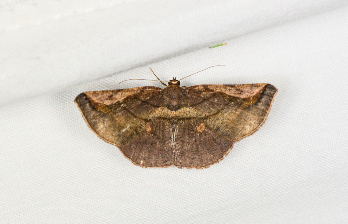 Sphacelodes quadrilineata, Caquet&aacute;, Colombia  Amazon,Caquet&aacute;,Colombia,Colombia 2022,Geotagged,Peregrinos,South America,Sphacelodes quadrilineata,Winter,World