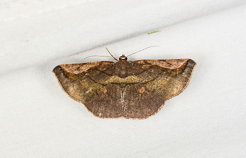 Sphacelodes quadrilineata, Caquet&aacute;, Colombia  Amazon,Caquet&aacute;,Colombia,Colombia 2022,Geotagged,Peregrinos,South America,Sphacelodes quadrilineata,Winter,World