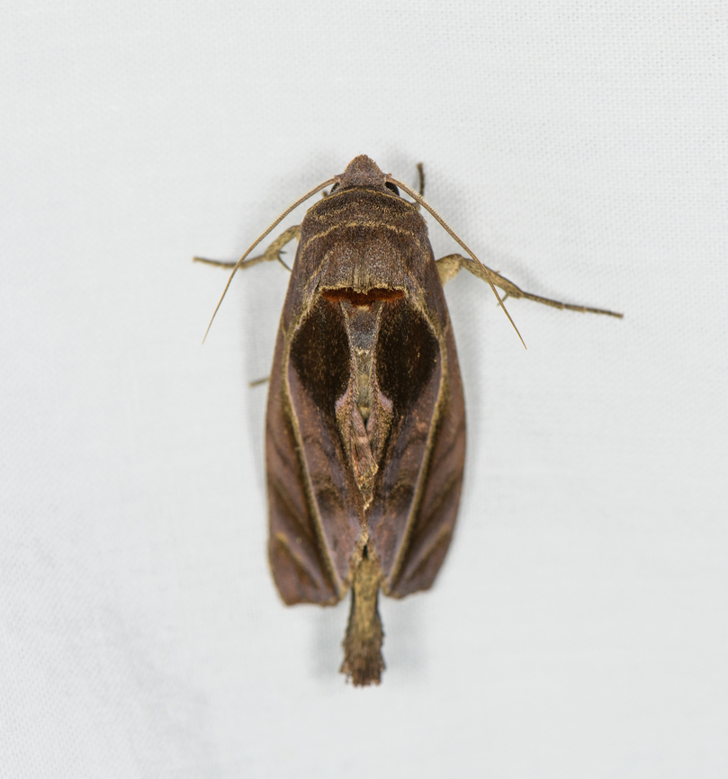 Fruit-piercing moth, Caquet&aacute;, Colombia  Amazon,Caquet&aacute;,Colombia,Colombia 2022,Geotagged,Peregrinos,South America,Winter,World