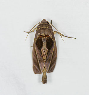 Fruit-piercing moth, Caquetá, Colombia  Amazon,Caquetá,Colombia,Colombia 2022,Geotagged,Peregrinos,South America,Winter,World