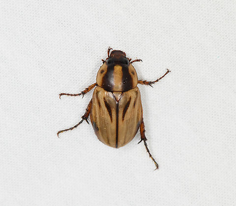 Masked chafer, Caquetá, Colombia Looks similar to Cyclocephala amazona, but not entirely convinced it's a match. Amazon,Caquetá,Colombia,Colombia 2022,Geotagged,Peregrinos,South America,Winter,World