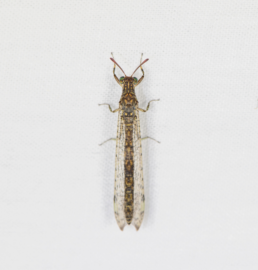 Dimarella praedator, Caquetá, Colombia  Amazon,Caquetá,Colombia,Colombia 2022,Dimarella praedator,Geotagged,Peregrinos,South America,Winter,World