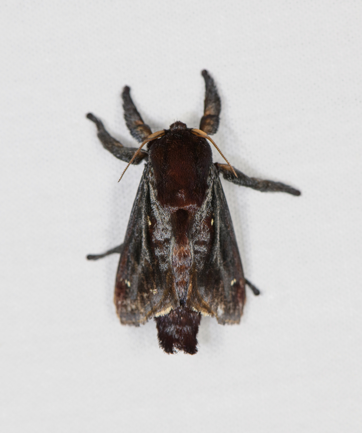 Acharia horrida, Caquetá, Colombia  Acharia horrida,Amazon,Caquetá,Colombia,Colombia 2022,Geotagged,Peregrinos,South America,Winter,World