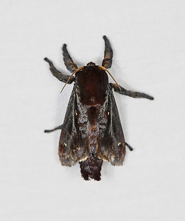 Acharia horrida, Caquet&aacute;, Colombia  Acharia horrida,Amazon,Caquet&aacute;,Colombia,Colombia 2022,Geotagged,Peregrinos,South America,Winter,World