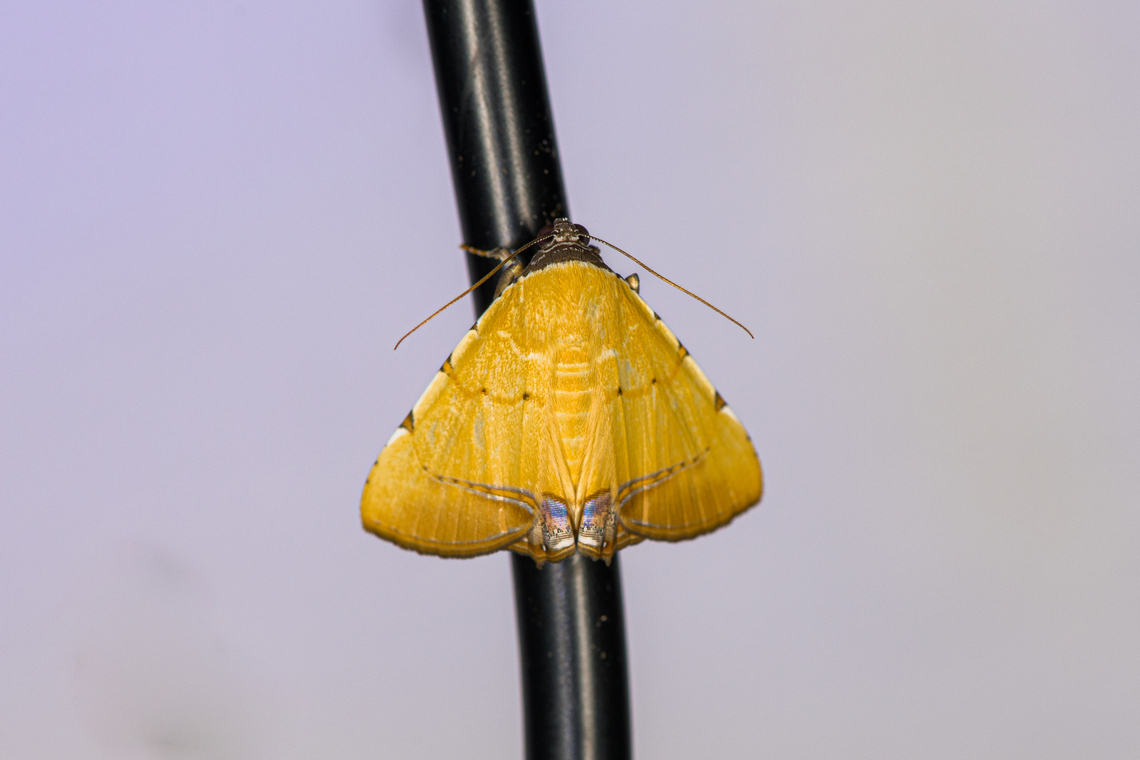 Eulepidotis modestula, Caquetá, Colombia On the power cable of the LepiLED. Same genus, one minute later:<br />
<figure class="photo"><a href="https://www.jungledragon.com/image/143332/eulepidotis_bourgaulti_caquet_colombia.html" title="Eulepidotis bourgaulti, Caquet&aacute;, Colombia"><img src="https://s3.amazonaws.com/media.jungledragon.com/images/2/143332_thumb.jpg?AWSAccessKeyId=05GMT0V3GWVNE7GGM1R2&Expires=1763596810&Signature=R5gG0u6XGnK2cD%2Ff35D39Anq54Y%3D" width="200" height="134" alt="Eulepidotis bourgaulti, Caquet&aacute;, Colombia  Amazon,Caquet&aacute;,Colombia,Colombia 2022,Eulepidotis bourgaulti,Geotagged,Peregrinos,South America,Winter,World" /></a></figure> Amazon,Caquetá,Colombia,Colombia 2022,Eulepidotis modestula,Geotagged,Peregrinos,South America,Winter,World