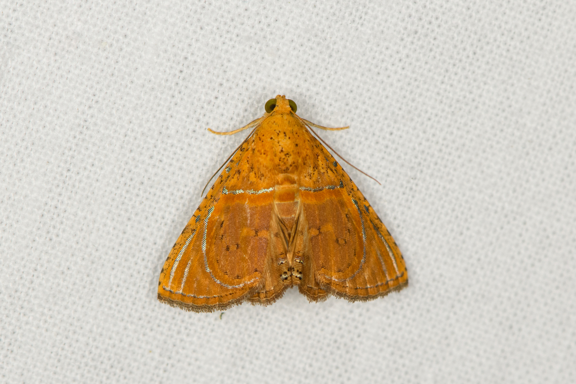 Eulepidotis bourgaulti, Caquetá, Colombia  Amazon,Caquetá,Colombia,Colombia 2022,Eulepidotis bourgaulti,Geotagged,Peregrinos,South America,Winter,World