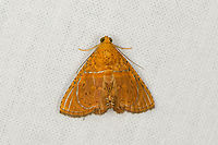 Eulepidotis bourgaulti, Caquetá, Colombia Amazon,Caquetá,Colombia,Colombia 2022,Eulepidotis bourgaulti,Geotagged,Peregrinos,South America,Winter,World