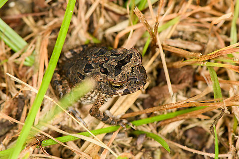 Cane toad - juvenile, Caquetá, Colombia  Amazon,Cane toad,Caquetá,Colombia,Colombia 2022,Geotagged,Peregrinos,Rhinella marina,South America,Winter,World
