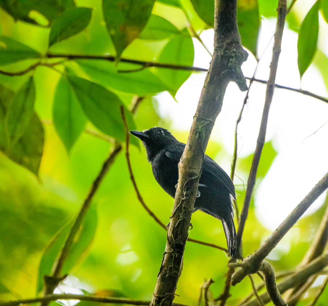Cocha antshrike - male, Caquetá, Colombia A rare antbird with a tiny and remote distribution. It is mostly known from eastern Ecuador yet has been seen a few times across the border in Colombia. We found them in a very dark stretch of mangrove, so photos are not ideal.<br />
<figure class="photo"><a href="https://www.jungledragon.com/image/143358/cocha_antshrike_-_male_perched_caquet_colombia.html" title="Cocha antshrike - male perched, Caquet&aacute;, Colombia"><img src="https://s3.amazonaws.com/media.jungledragon.com/images/2/143358_thumb.jpg?AWSAccessKeyId=05GMT0V3GWVNE7GGM1R2&Expires=1759968010&Signature=bBgtGb7UAkmtlaFzPaJijUdXhhs%3D" width="200" height="134" alt="Cocha antshrike - male perched, Caquet&aacute;, Colombia A rare antbird with a tiny and remote distribution. It is mostly known from eastern Ecuador yet has been seen a few times across the border in Colombia. We found them in a very dark stretch of mangrove, so photos are not ideal.<br />
https://www.jungledragon.com/image/143356/cocha_antshrike_-_male_caquet_colombia.html<br />
https://www.jungledragon.com/image/143357/cocha_antshrike_-_female_caquet_colombia.html Amazon,Caquet&aacute;,Cocha antshrike,Colombia,Colombia 2022,Geotagged,Peregrinos,South America,Thamnophilus praecox,Winter,World" /></a></figure><br />
<figure class="photo"><a href="https://www.jungledragon.com/image/143357/cocha_antshrike_-_female_caquet_colombia.html" title="Cocha antshrike - female, Caquet&aacute;, Colombia"><img src="https://s3.amazonaws.com/media.jungledragon.com/images/2/143357_thumb.jpg?AWSAccessKeyId=05GMT0V3GWVNE7GGM1R2&Expires=1759968010&Signature=y90q%2FyOALyqZt8Q3t18SC8Ciets%3D" width="200" height="134" alt="Cocha antshrike - female, Caquet&aacute;, Colombia A rare antbird with a tiny and remote distribution. It is mostly known from eastern Ecuador yet has been seen a few times across the border in Colombia. We found them in a very dark stretch of mangrove, so photos are not ideal.<br />
https://www.jungledragon.com/image/143356/cocha_antshrike_-_male_caquet_colombia.html<br />
https://www.jungledragon.com/image/143358/cocha_antshrike_-_male_perched_caquet_colombia.html Amazon,Caquet&aacute;,Cocha antshrike,Colombia,Colombia 2022,Geotagged,Peregrinos,South America,Thamnophilus praecox,Winter,World" /></a></figure> Amazon,Caquetá,Cocha antshrike,Colombia,Colombia 2022,Geotagged,Peregrinos,South America,Thamnophilus praecox,Winter,World