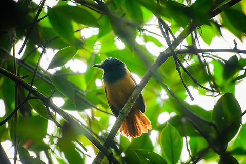 Cocha antshrike - female, Caquetá, Colombia A rare antbird with a tiny and remote distribution. It is mostly known from eastern Ecuador yet has been seen a few times across the border in Colombia. We found them in a very dark stretch of mangrove, so photos are not ideal.
https://www.jungledragon.com/image/143356/cocha_antshrike_-_male_caquet_colombia.html
https://www.jungledragon.com/image/143358/cocha_antshrike_-_male_perched_caquet_colombia.html Amazon,Caquetá,Cocha antshrike,Colombia,Colombia 2022,Geotagged,Peregrinos,South America,Thamnophilus praecox,Winter,World