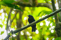 Cocha antshrike - male perched, Caquetá, Colombia A rare antbird with a tiny and remote distribution. It is mostly known from eastern Ecuador yet has been seen a few times across the border in Colombia. We found them in a very dark stretch of mangrove, so photos are not ideal.<br />
https://www.jungledragon.com/image/143356/cocha_antshrike_-_male_caquet_colombia.html<br />
https://www.jungledragon.com/image/143357/cocha_antshrike_-_female_caquet_colombia.html Amazon,Caquetá,Cocha antshrike,Colombia,Colombia 2022,Geotagged,Peregrinos,South America,Thamnophilus praecox,Winter,World