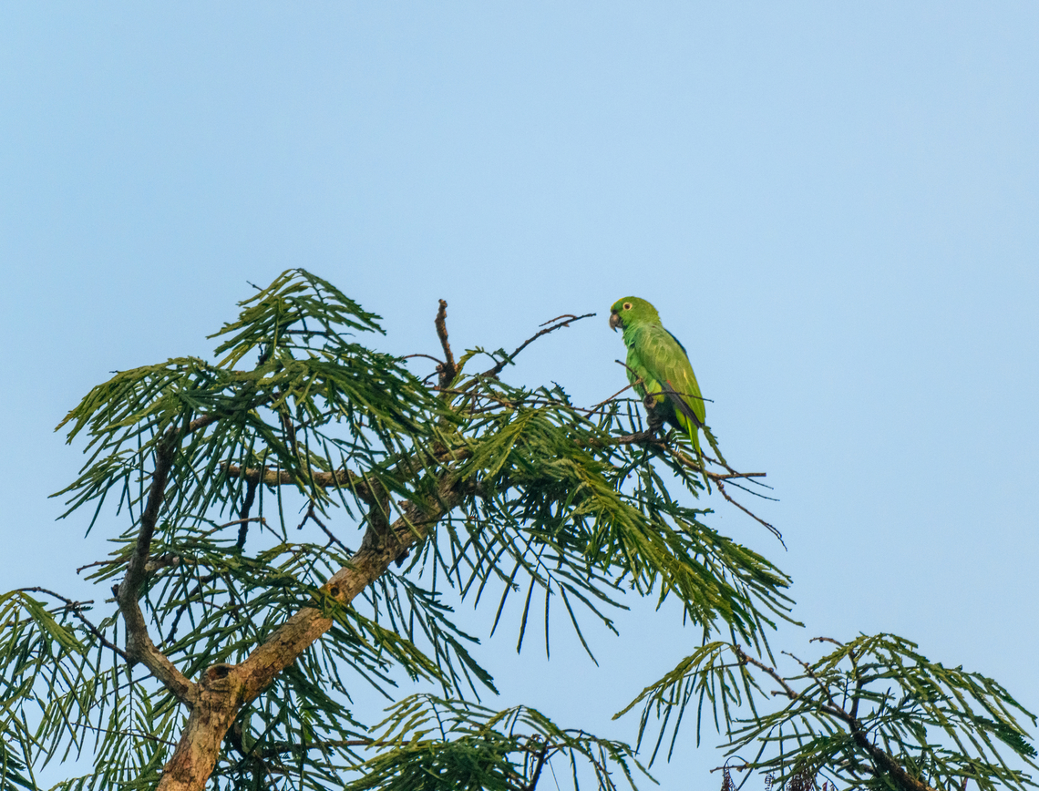 White-eyed Parakeet, Caquetá, Colombia River shot. Amazon,Caquetá,Colombia,Colombia 2022,Geotagged,Peregrinos,Psittacara leucophthalmus,South America,White Eyed Parakeet,Winter,World
