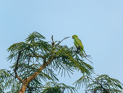 White-eyed Parakeet, Caquet&aacute;, Colombia River shot. Amazon,Caquet&aacute;,Colombia,Colombia 2022,Geotagged,Peregrinos,Psittacara leucophthalmus,South America,White Eyed Parakeet,Winter,World