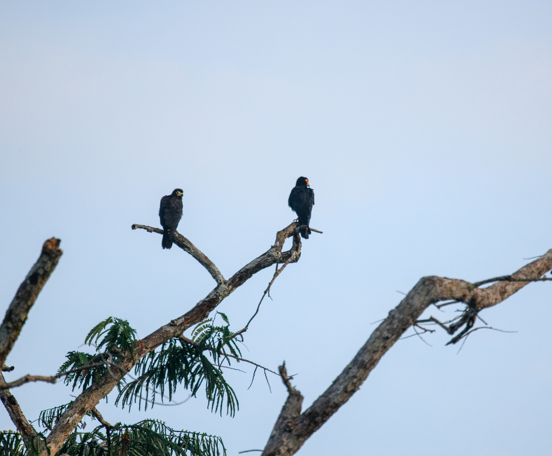 Black caracaras, Caquet&aacute;, Colombia Poor shot from the boat. On the left a juvenile, on the right the adult. Amazon,Black caracara,Caquet&aacute;,Colombia,Colombia 2022,Daptrius ater,Geotagged,Peregrinos,South America,Winter,World