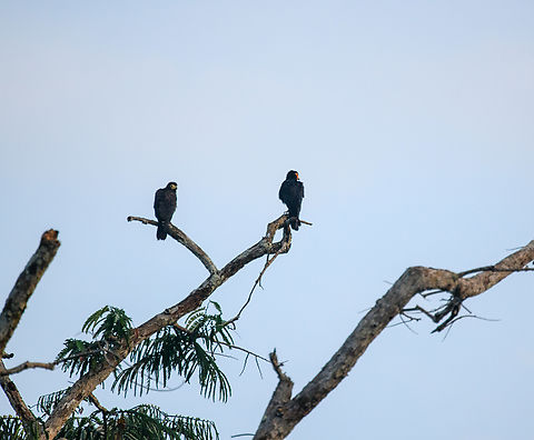 Black caracaras, Caquetá, Colombia Poor shot from the boat. On the left a juvenile, on the right the adult. Amazon,Black caracara,Caquetá,Colombia,Colombia 2022,Daptrius ater,Geotagged,Peregrinos,South America,Winter,World