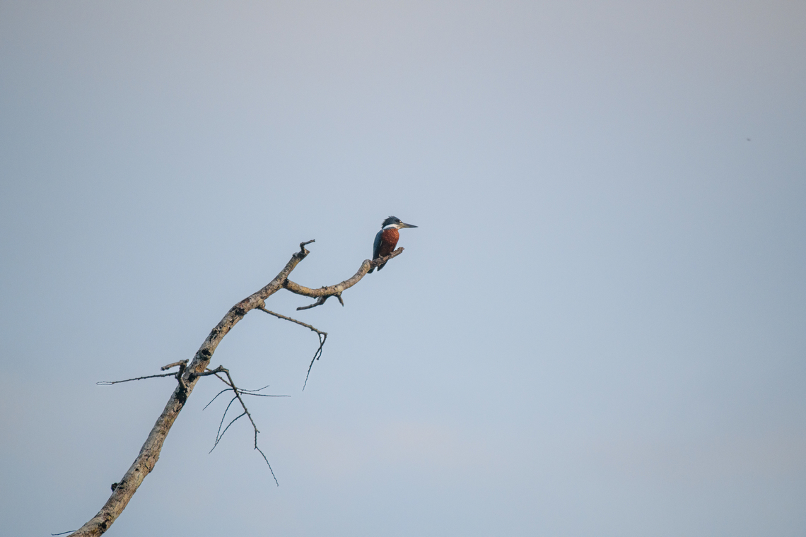 Ringed Kingfisher, Caquetá, Colombia Male. Remote shot from the boat. Amazon,Caquetá,Colombia,Colombia 2022,Geotagged,Megaceryle torquata,Peregrinos,Ringed Kingfisher,South America,Winter,World