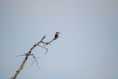 Ringed Kingfisher, Caquet&aacute;, Colombia Male. Remote shot from the boat. Amazon,Caquet&aacute;,Colombia,Colombia 2022,Geotagged,Megaceryle torquata,Peregrinos,Ringed Kingfisher,South America,Winter,World