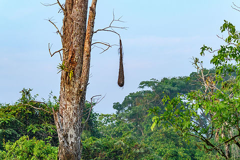 Oropendola nest, Caquetá, Colombia  Amazon,Caquetá,Colombia,Colombia 2022,Geotagged,Peregrinos,South America,Winter,World